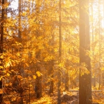 Назидательный разбор слот-игры Wild West Gold для опытных игроков