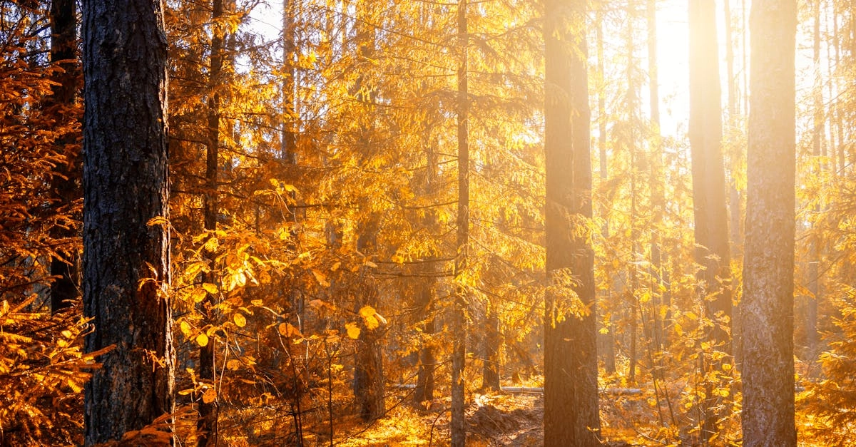 Назидательный разбор слот-игры Wild West Gold для опытных игроков