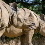 Обстоятельный разбор слота Great Rhino Deluxe с детальным анализом