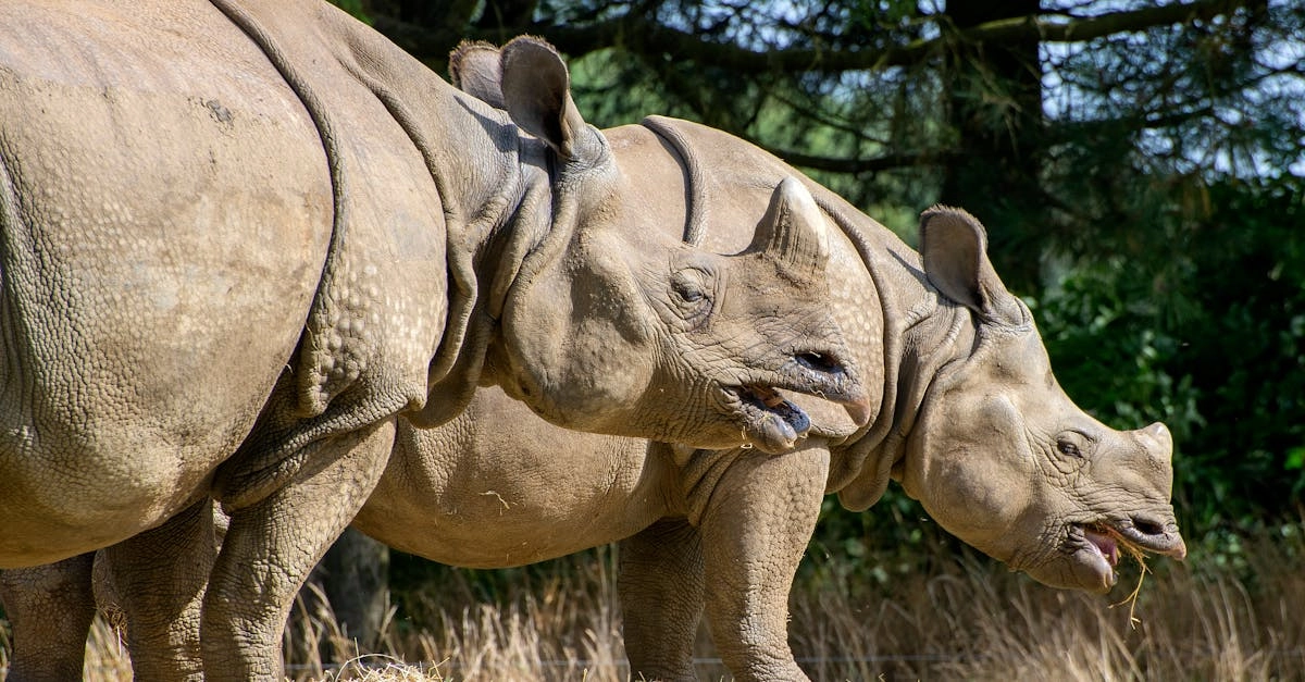 Обстоятельный разбор слота Great Rhino Deluxe с детальным анализом