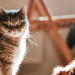 Философские уроки азарта в игре The Dog House Megaways