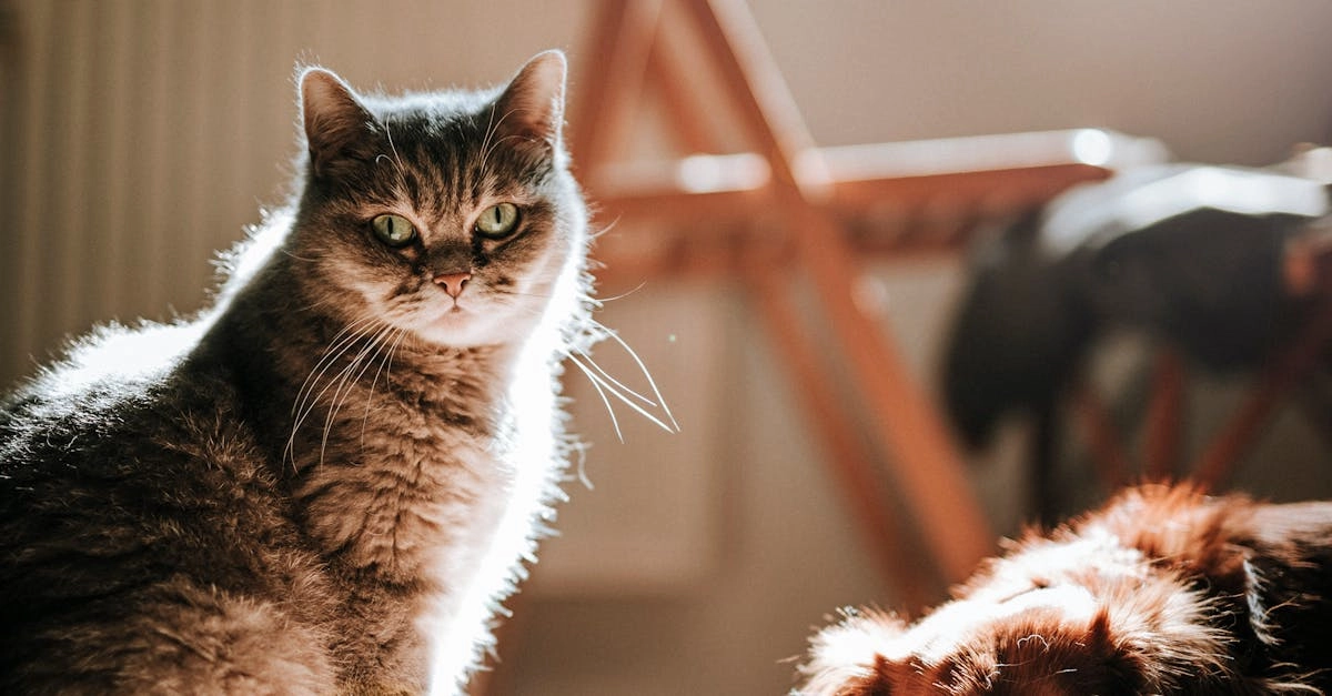 Философские уроки азарта в игре The Dog House Megaways