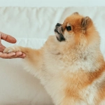 Программы лояльности казино без депозита - схема начисления бонусов