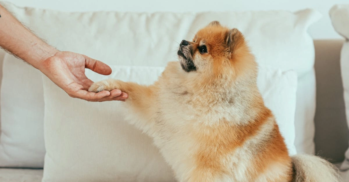 Программы лояльности казино без депозита - схема начисления бонусов